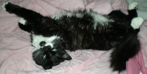 Boomerang -- my beloved, newly adopted cat, hogging the bed on Valentine's Day!