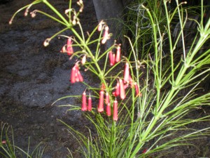 Beautiful plant, supposed to attract butterflies but what's it called?