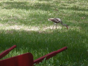 He's been visiting my back yard for several days.  Is he a Limpkin or an immature White Ibis by chance?  