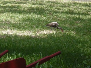 He really doesn't match any bird in any of my numerous bird books!  Help!