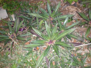 I've got TONS of these and they spread like crazy.  Any idea what they are?