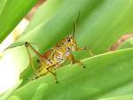Crazy-looking grasshopper!
