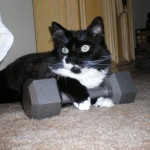 Boomer prepares to do some heavy lifting in the name of fitness.