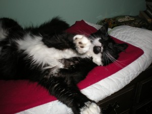 Boomerang demonstrates the Back-Sprawled, Paws Akimbo Cat Pose.
