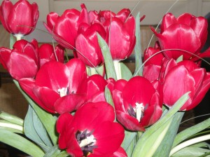 Lovely, lovely tulips ... from my V-Day date!