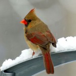 cardinal courtesy www.allaboutbirds.org
